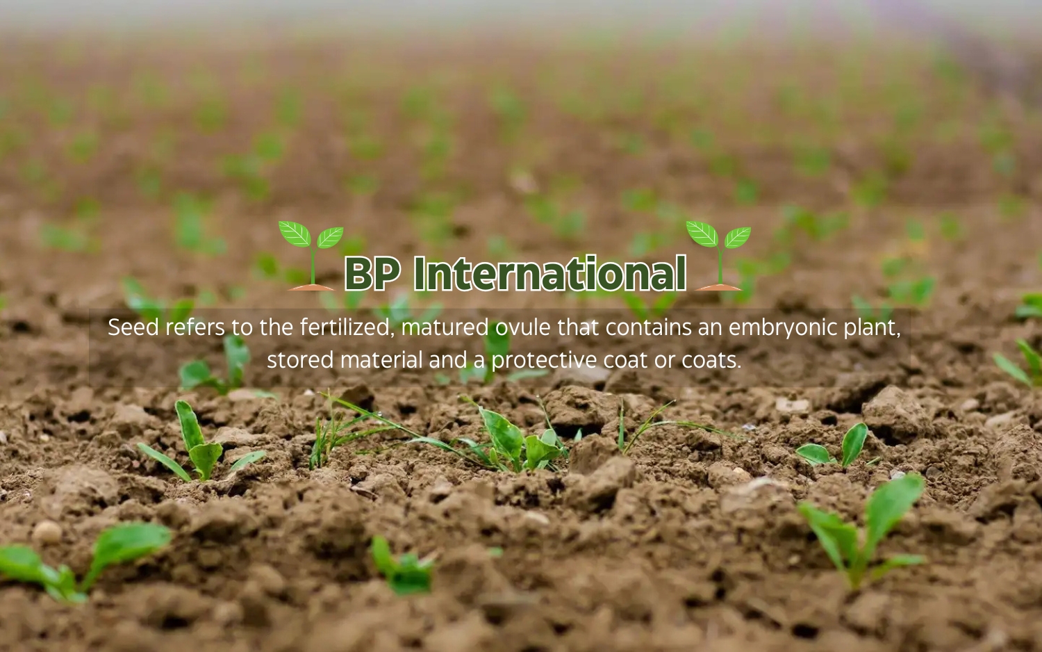 BP International Mobile slider 1