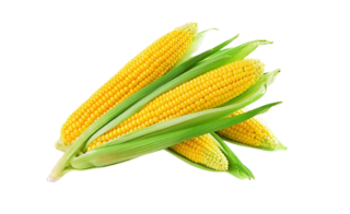 F1 Hybrid Sweet Corn – AS 500