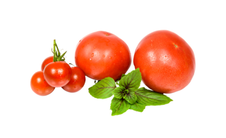 F1 Hybrid Tomato – Lovley